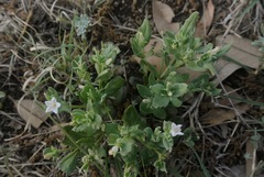 Spigelia hedyotidea