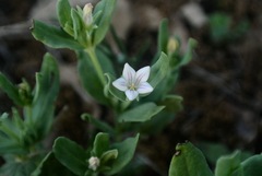 Spigelia hedyotidea