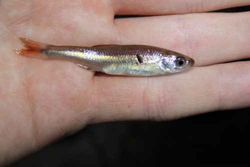 Cherryfin shiner (Lythrurus roseipinnis) — Cyprinidae — 2