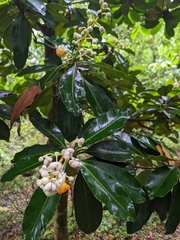 Calophyllum blancoi