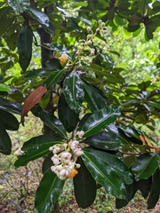 Calophyllum blancoi