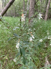 Lithospermum bejariense