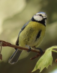 Cyanistes caeruleus