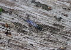 Echthrus niger