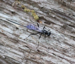 Echthrus niger