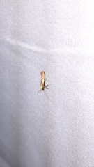 Caloptilia packardella
