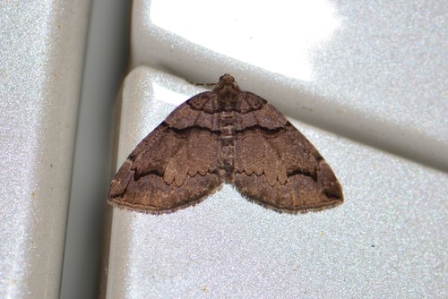 Variable Carpet Moth photo 5