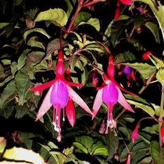 Fuchsia magellanica