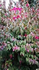 Fuchsia magellanica