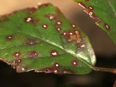 Sphaerulina westendorpii