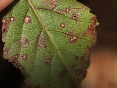 Sphaerulina westendorpii