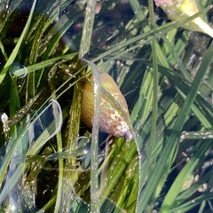 Phasianotrochus irisodontes