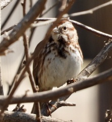 Melospiza melodia