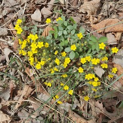 Potentilla fragarioides