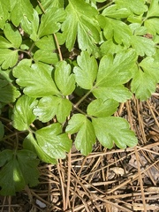 Anemonoides apennina