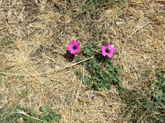 Geranium subcaulescens