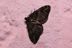 Geometridae