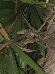 Anolis sagrei