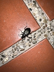 Calosoma granatense