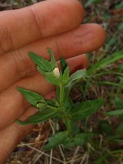 Spigelia hedyotidea