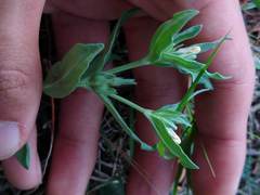 Spigelia hedyotidea