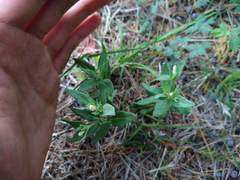 Spigelia hedyotidea