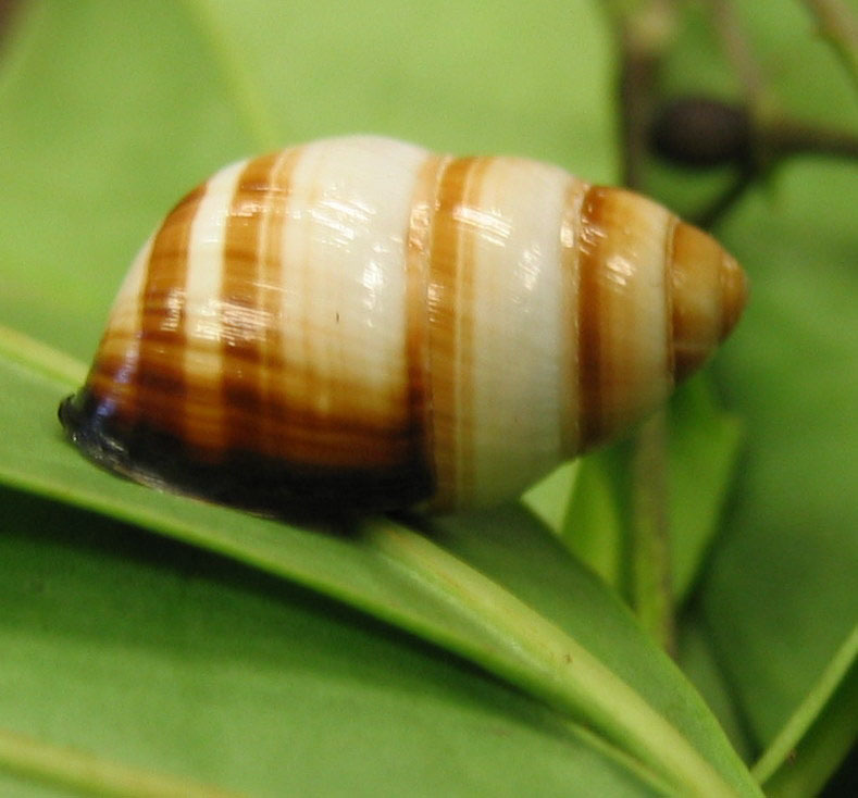 Achatinellidae