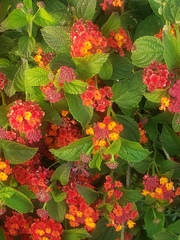 Lantana camara