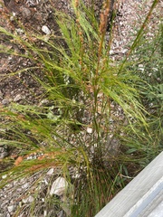 Baloskion tetraphyllum