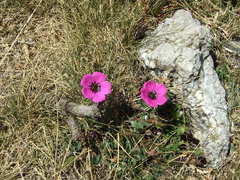 Geranium subcaulescens