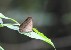 Paryphthimoides grimon