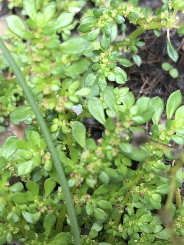 Pilea microphylla image