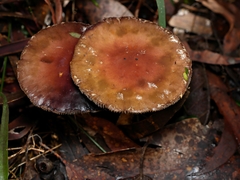 Stropharia formosa