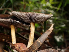 Stropharia formosa