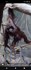 Pongo