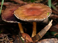 Stropharia formosa