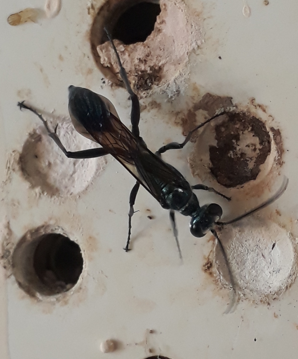Chalybion bengalense (Dahlbom, 1845)