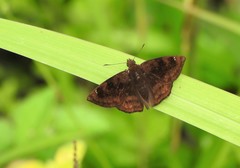 Nisoniades macarius