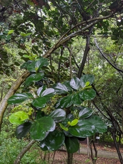 Gomphandra luzoniensis