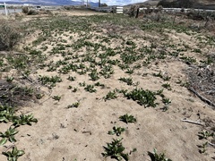 Rumex venosus