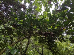 Gomphandra luzoniensis