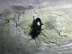 Tarpela micans
