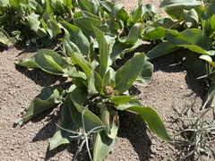 Rumex venosus