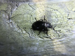 Tarpela micans