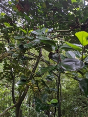 Gomphandra luzoniensis