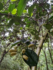 Gomphandra luzoniensis