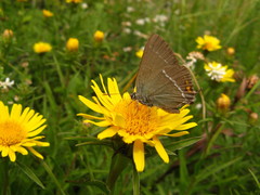 Satyrium spini