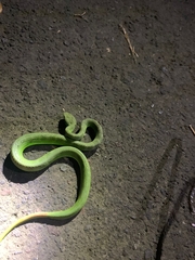 Trimeresurus albolabris