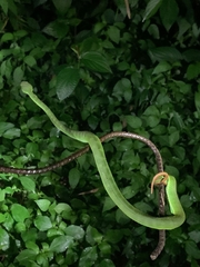 Trimeresurus albolabris