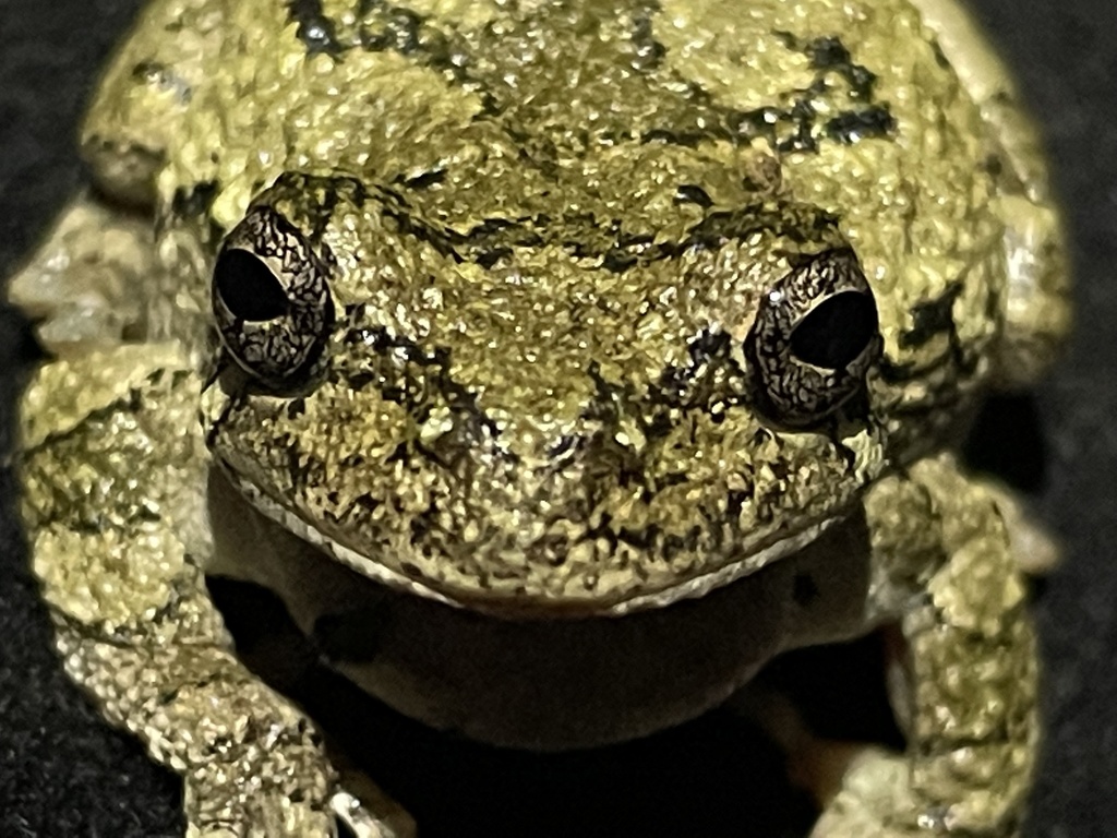 Cope's Gray Treefrog from Camp Cedar Point Ln, Makanda, IL, US on April ...